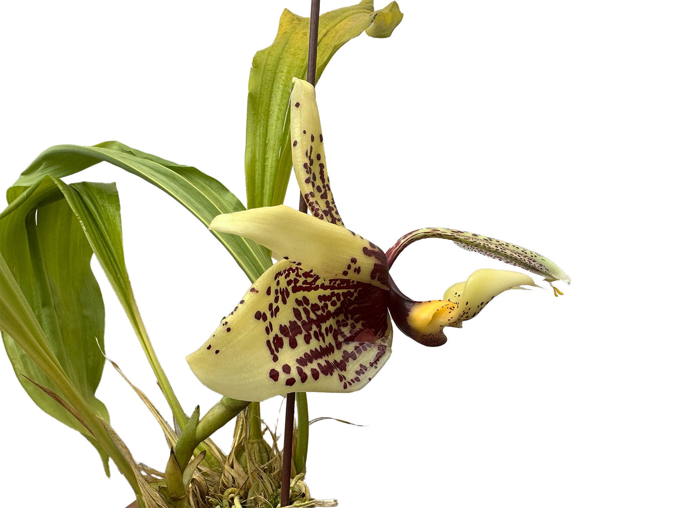 Stanhopea hybrid