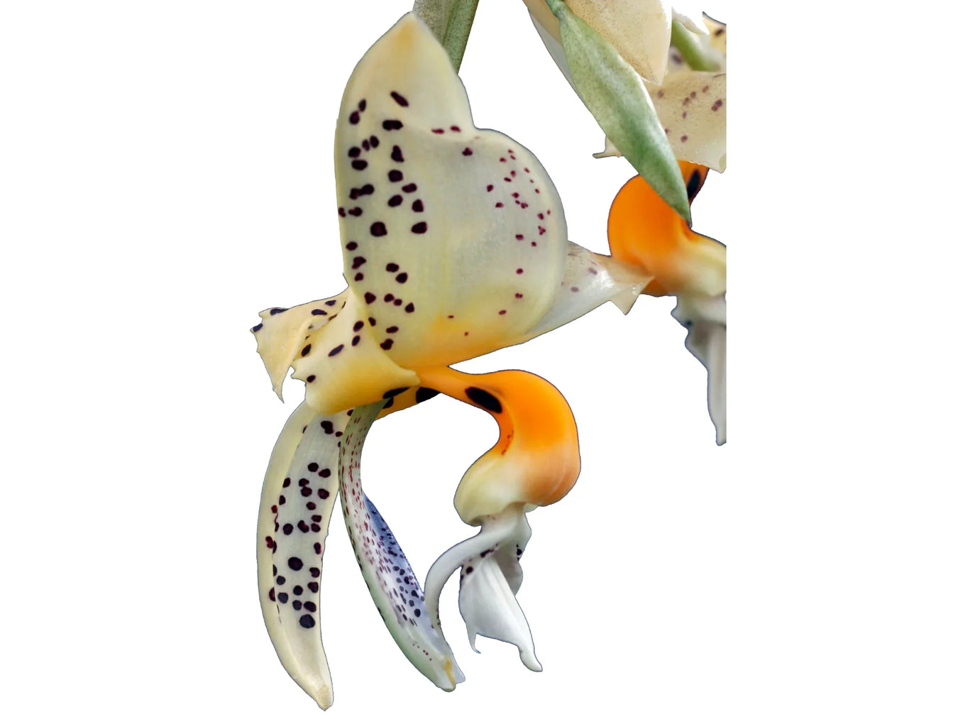 Stanhopea