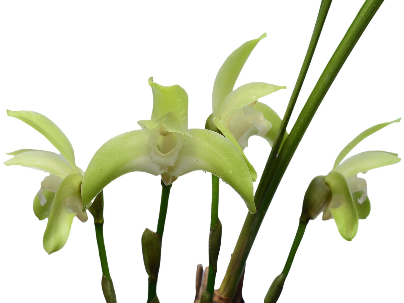 Sudamerlycaste