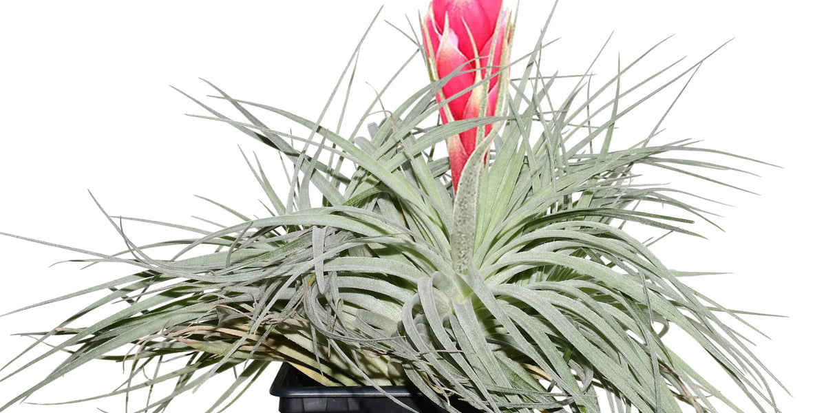 ブロメリア・エアープランツ Tillandsia fragrans from Ecuagenera 史上最も激安】 ブロメリア・エアープランツ Tillandsia fragrans from