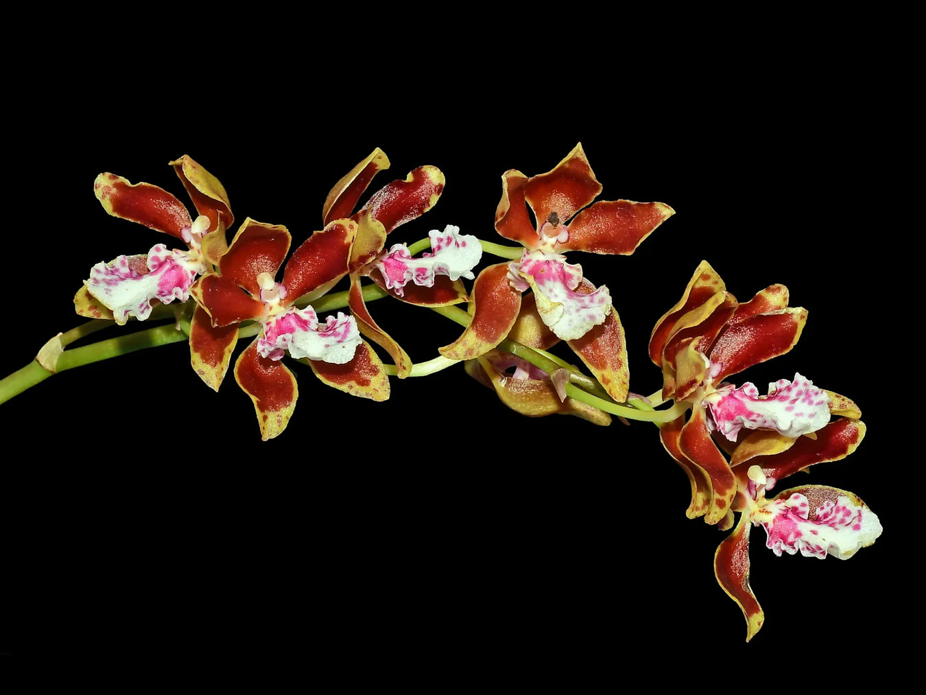 Trichocentrum hybrid