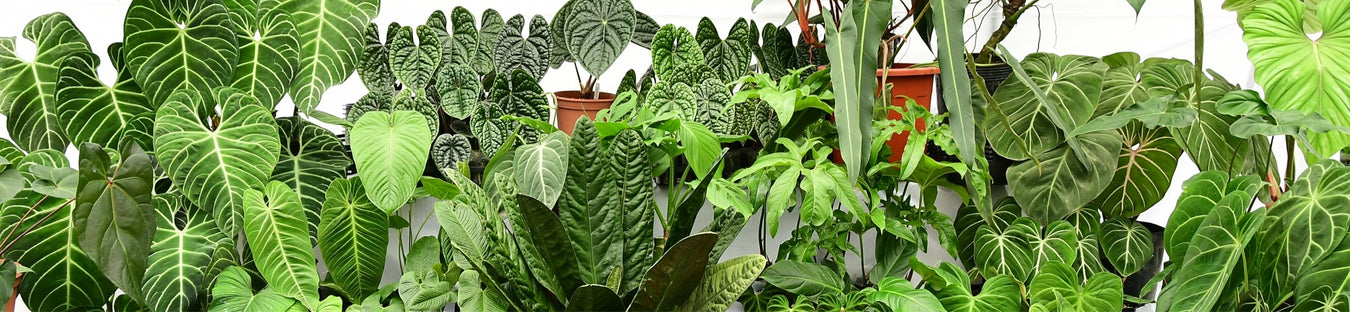 Tropical Plants