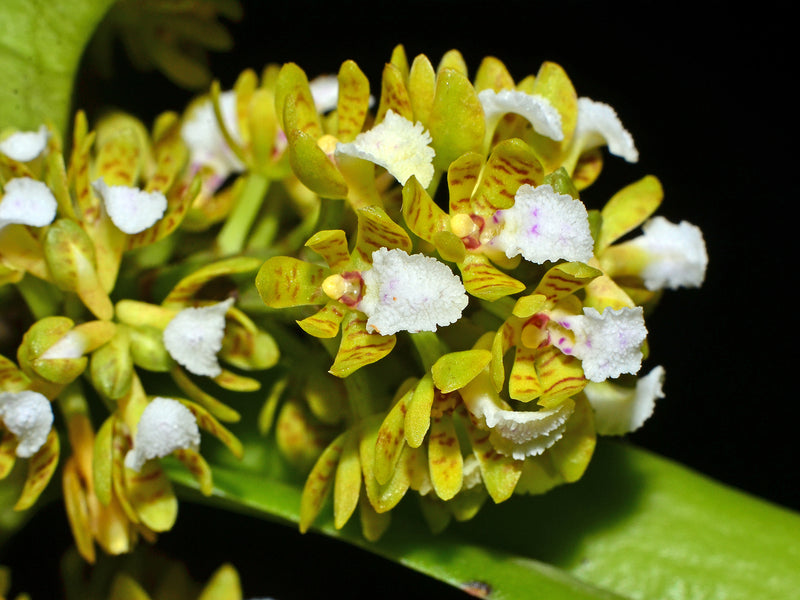 Acampe praemorsa