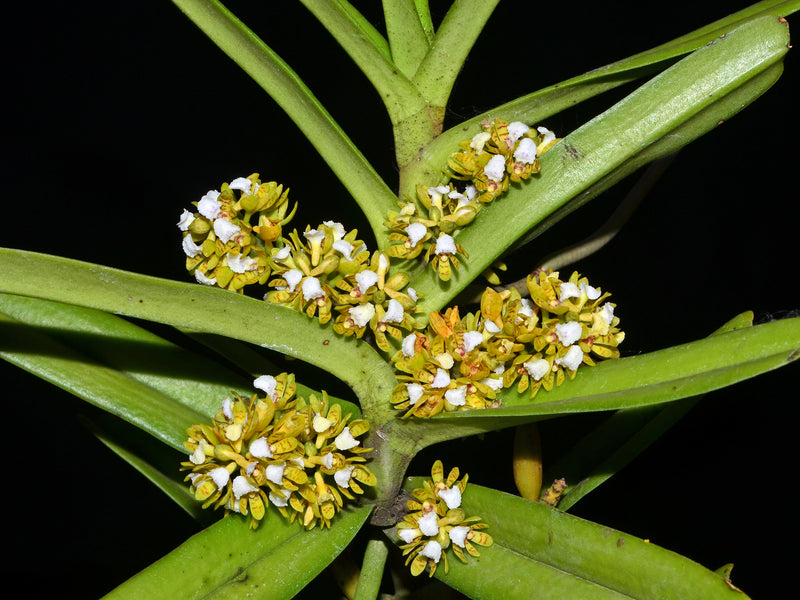 Acampe praemorsa
