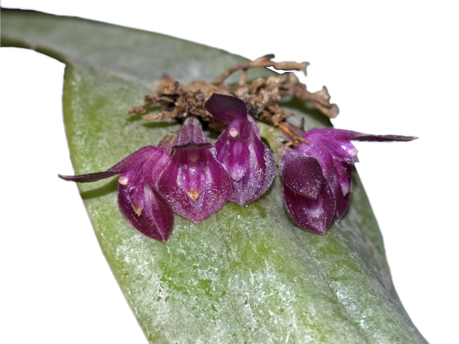 Acianthera aculeata