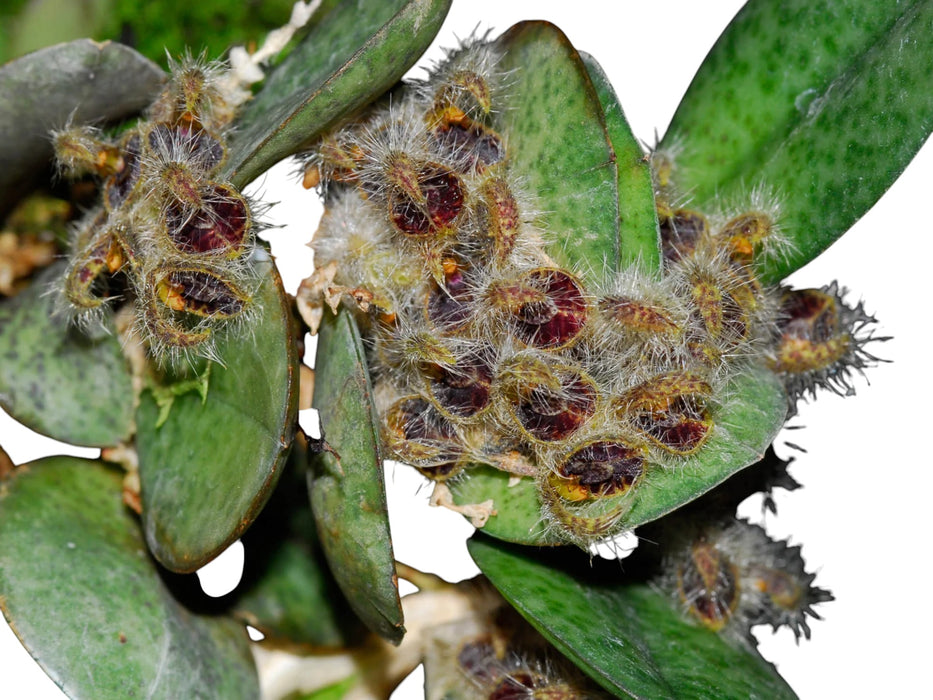 Acianthera crinita