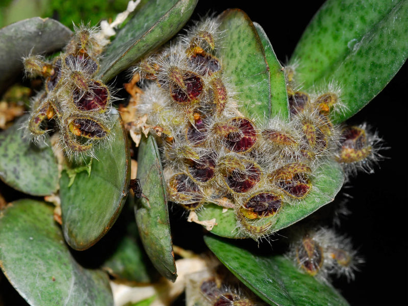 Acianthera crinita