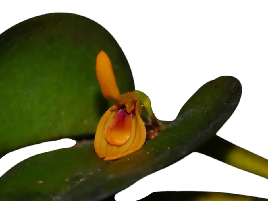 Acianthera discophylla