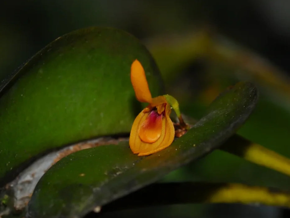 Acianthera discophylla