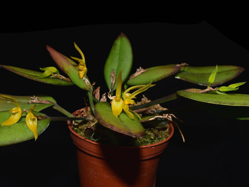 Acianthera equatoriana
