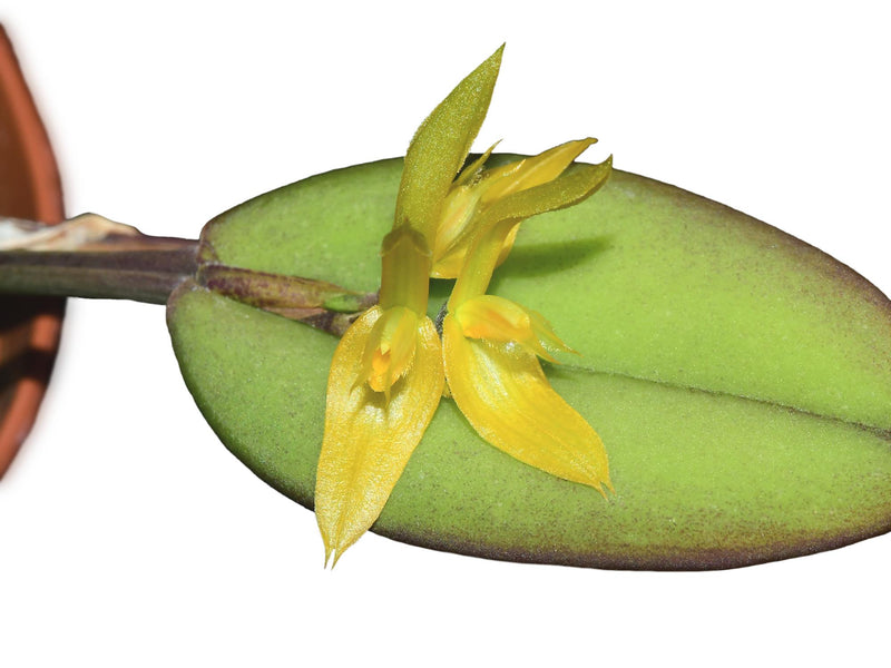 Acianthera equatoriana