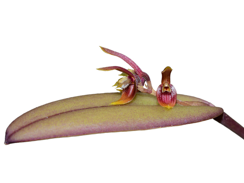 Acianthera geminicaulina