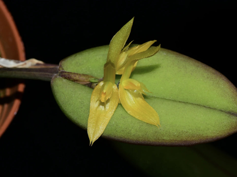 Acianthera geminicaulina