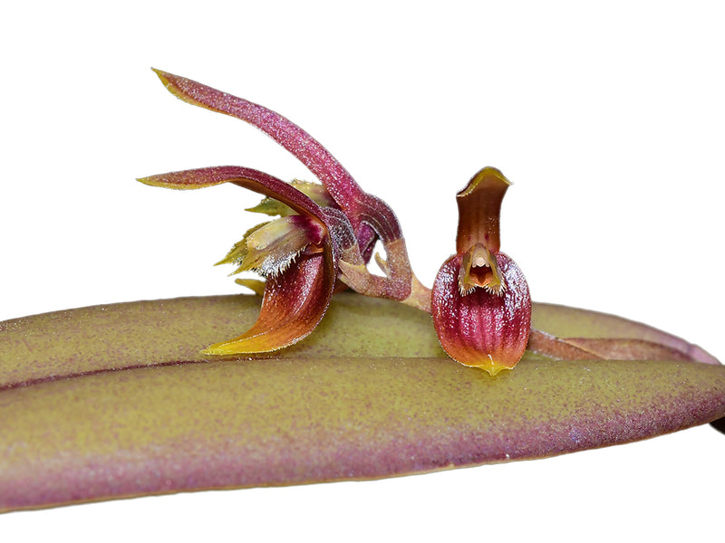 Acianthera geminicaulina