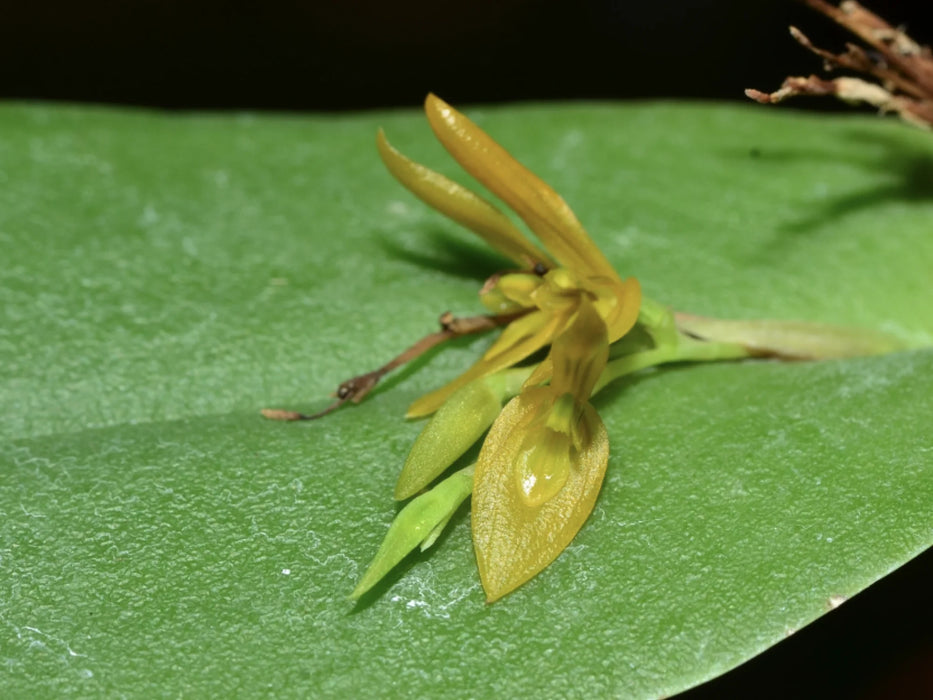 Acianthera luteola