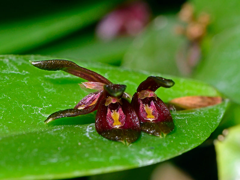 Acianthera mirendana