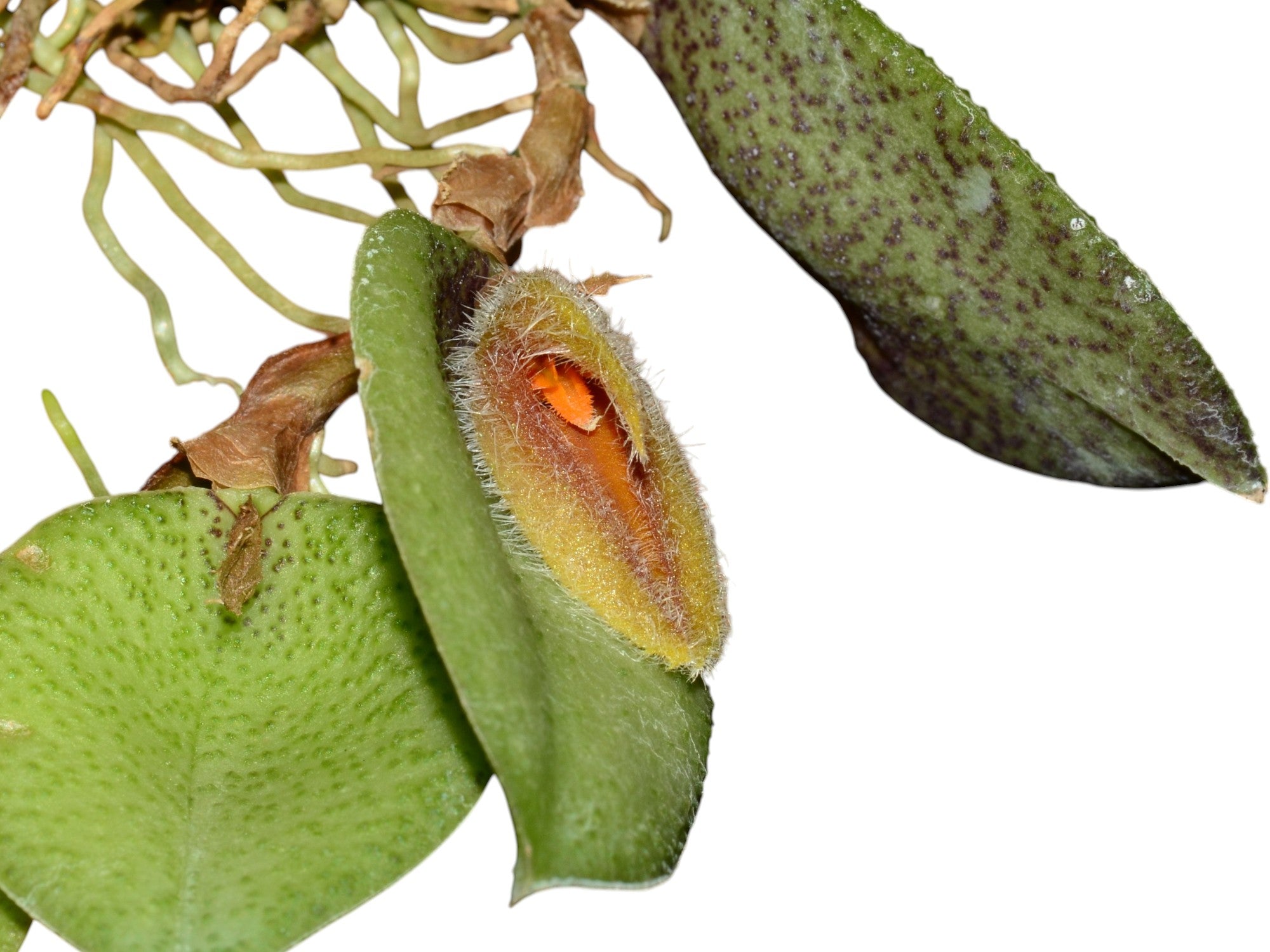 Acianthera nikoleae