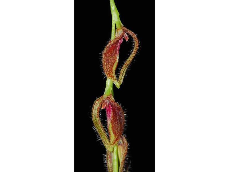 Acianthera oscitans