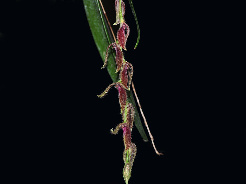 Acianthera oscitans