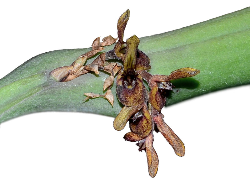 Acianthera pantasmoides