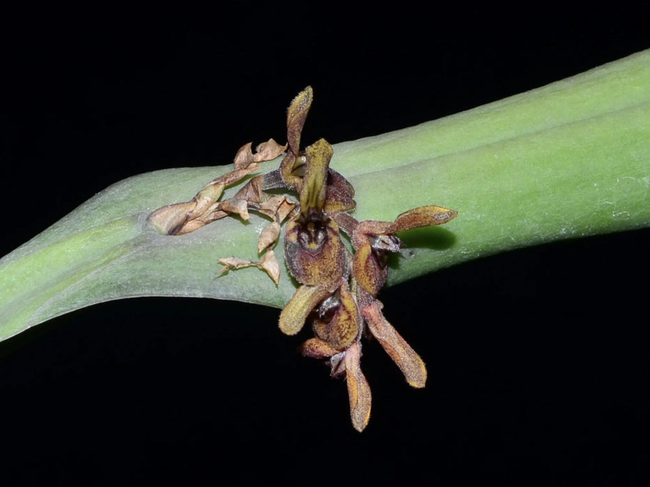 Acianthera pantasmoides