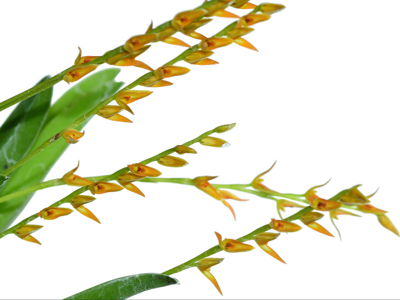 Acianthera platystachys