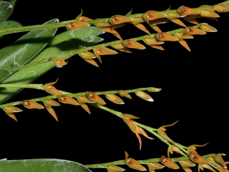 Acianthera platystachys