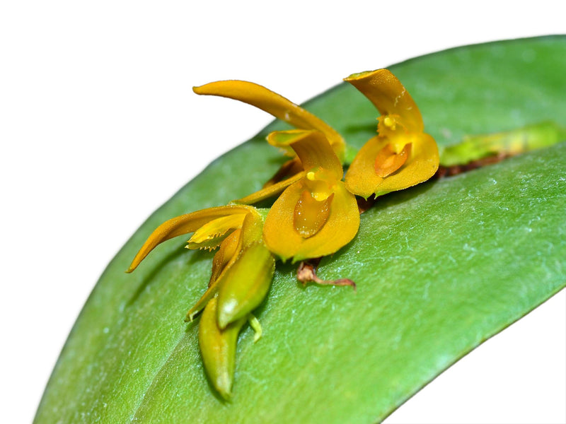 Acianthera polystachya