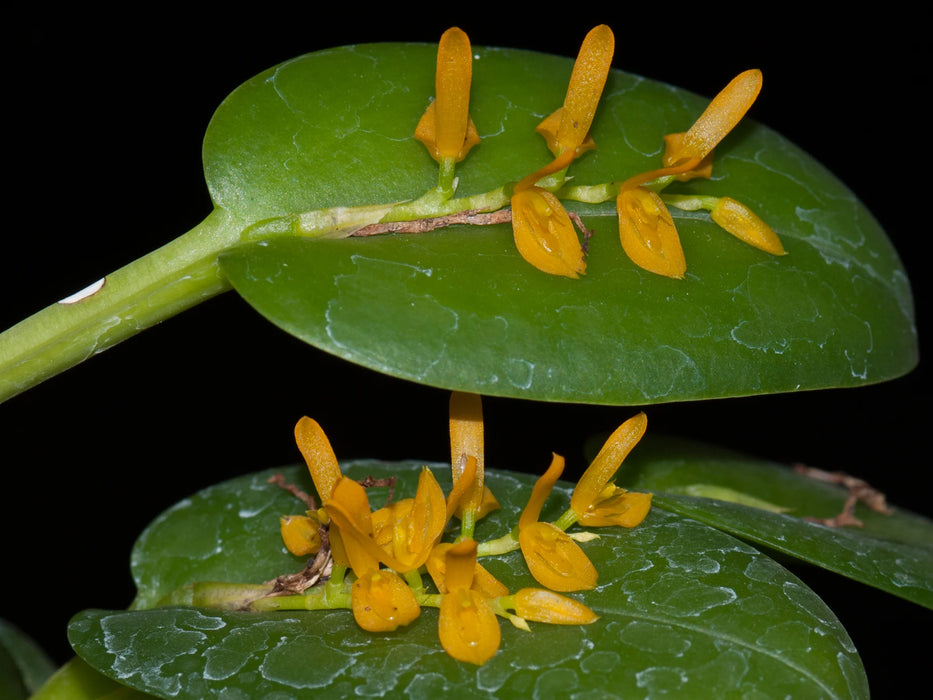 Acianthera polystachya