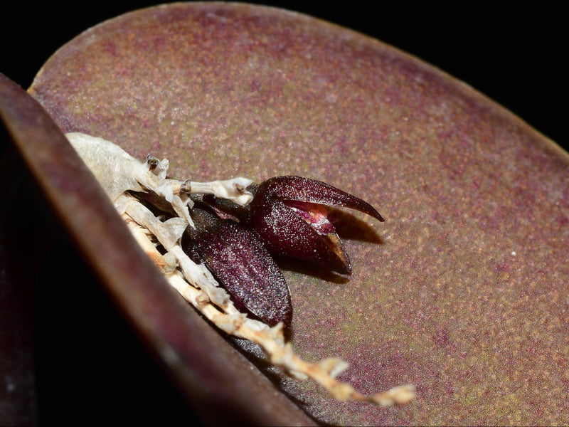 Acianthera prolifera