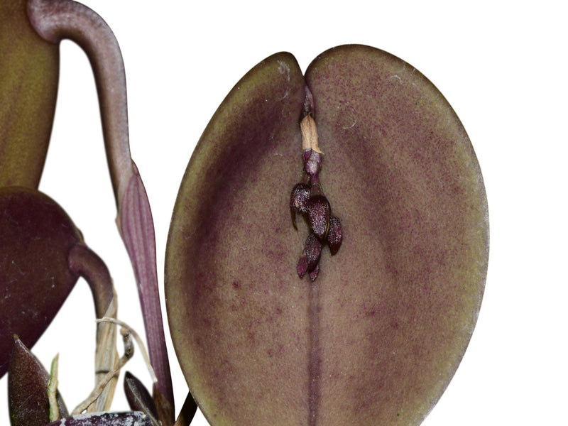 Acianthera prolifera