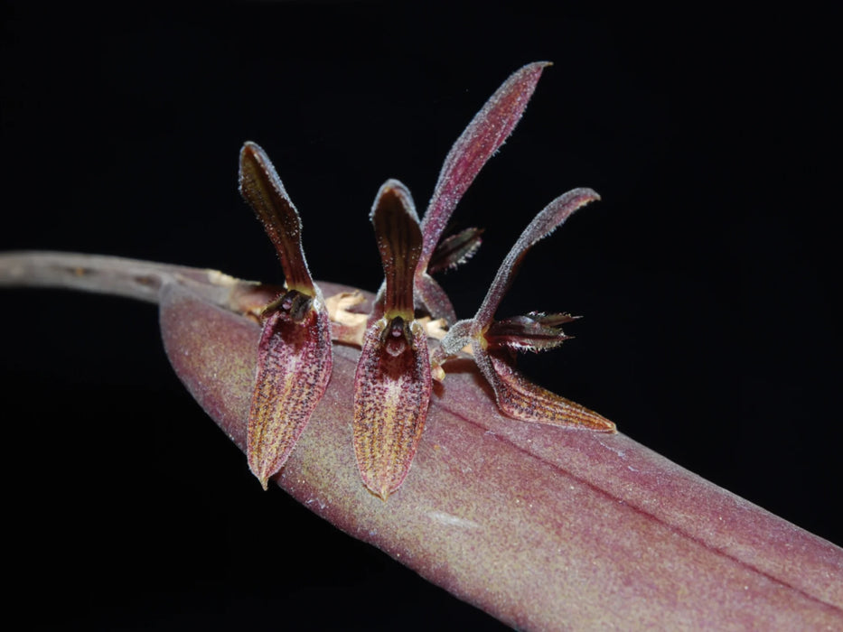 Acianthera quadriserrata