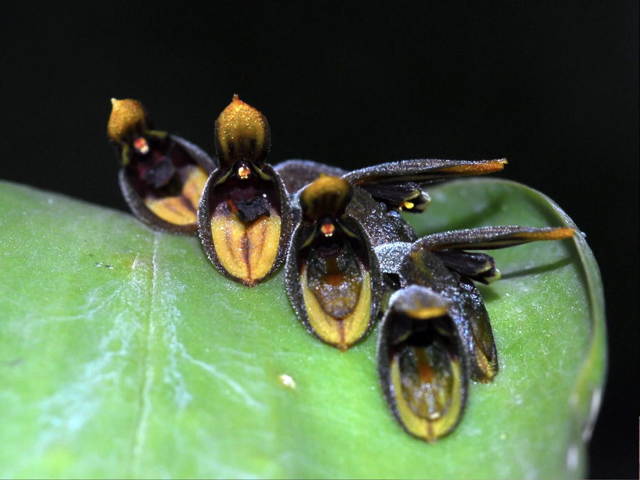 Acianthera rinkei