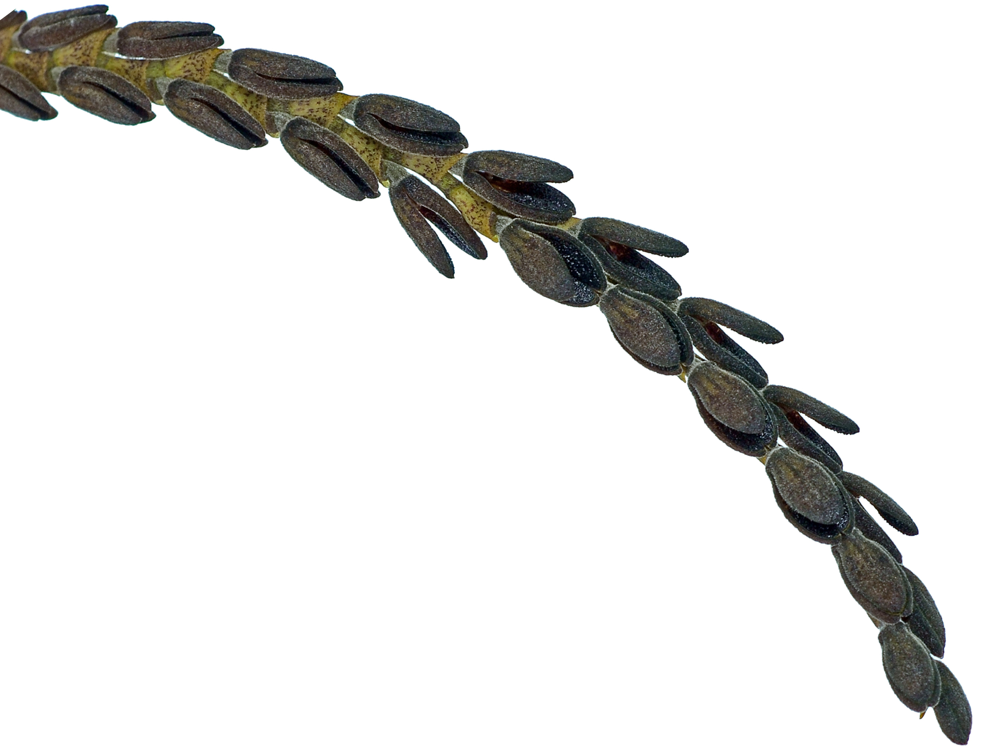 Acianthera saurocephala