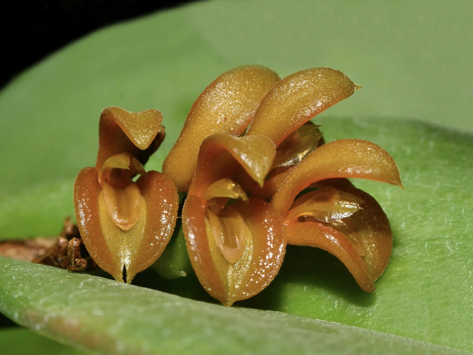 Acianthera scalpricaulis