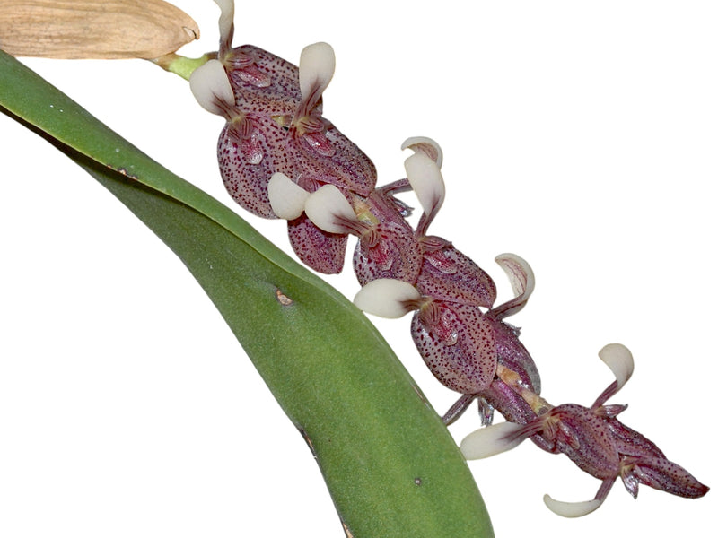 Acianthera strupifolia