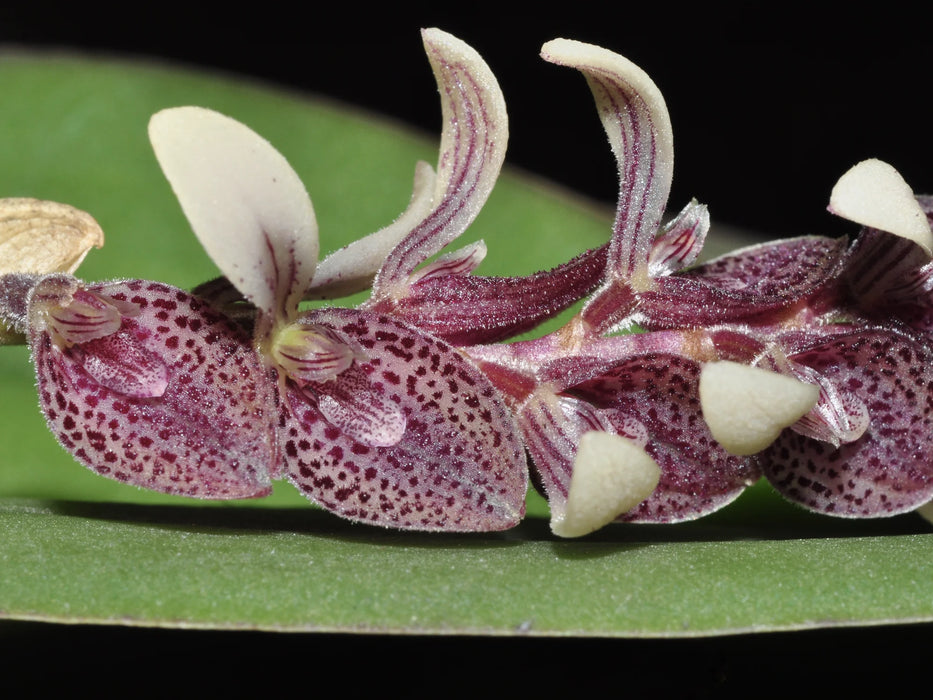 Acianthera strupifolia