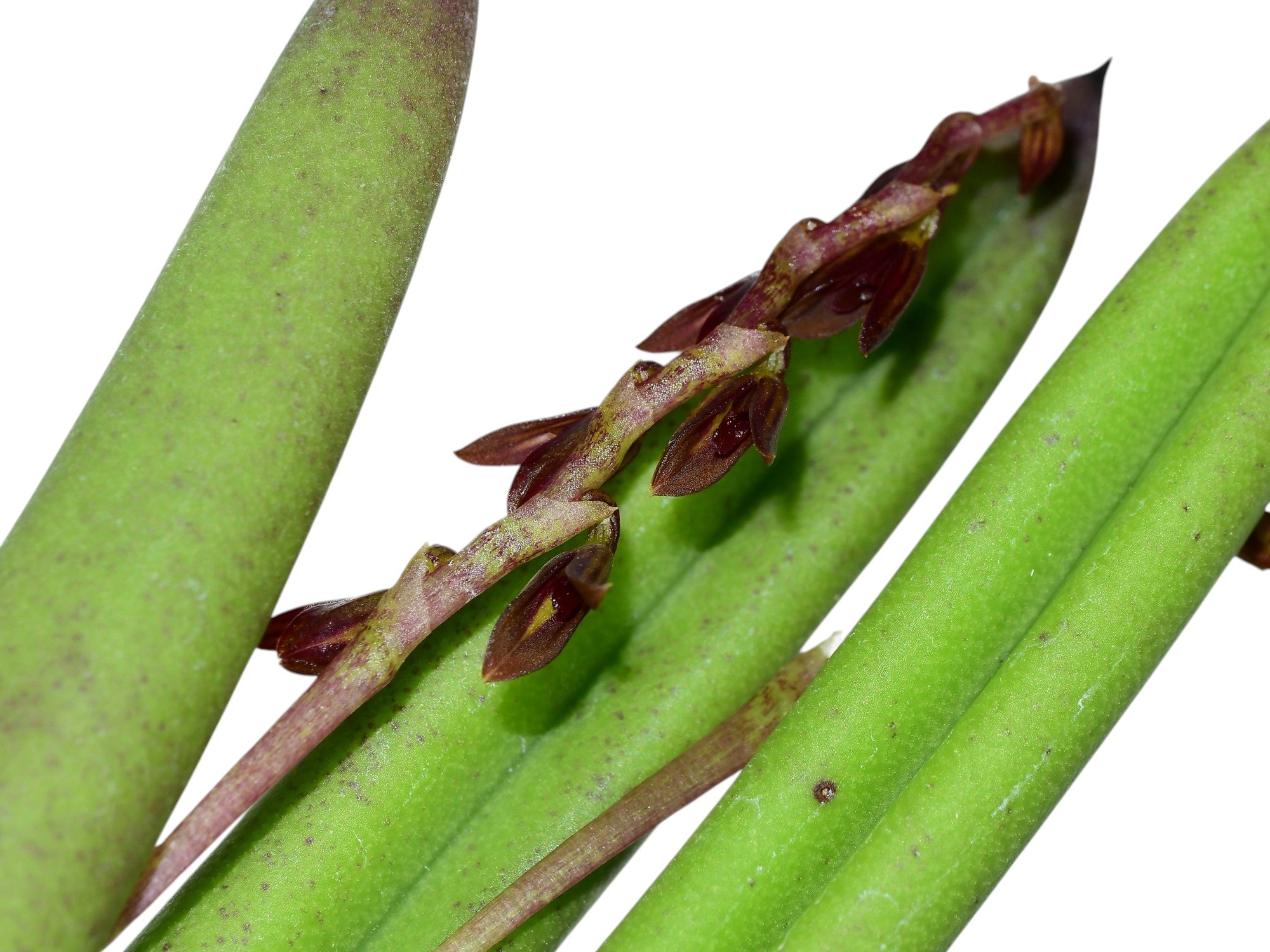 Acianthera teres