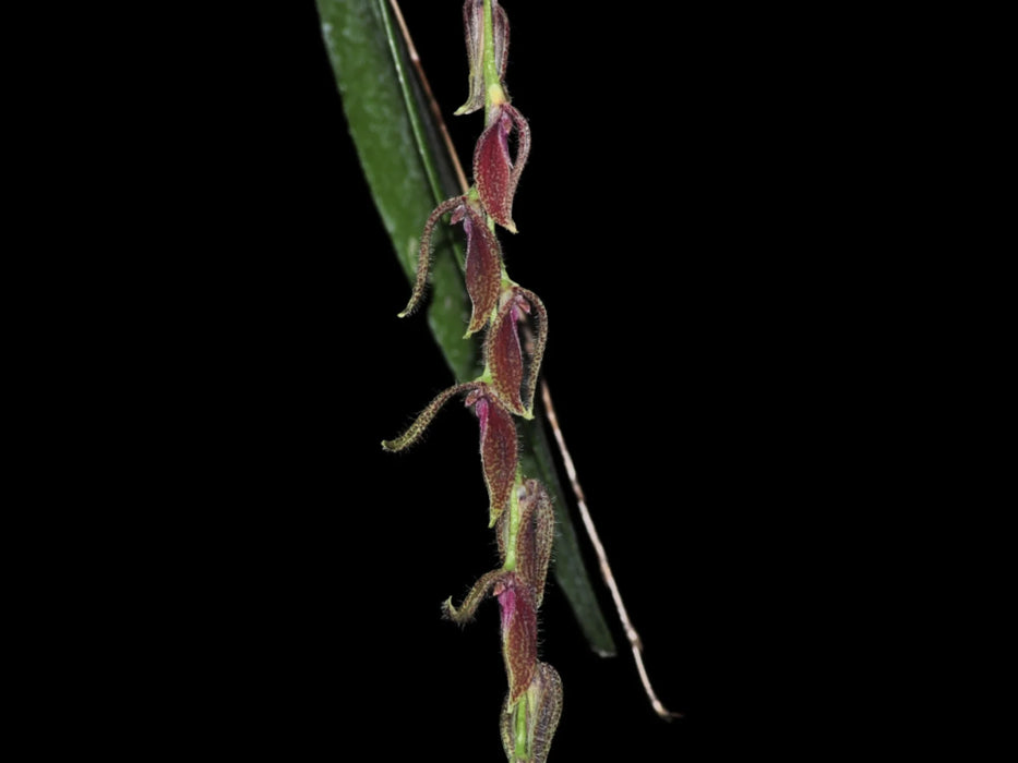 Acianthera oscitans