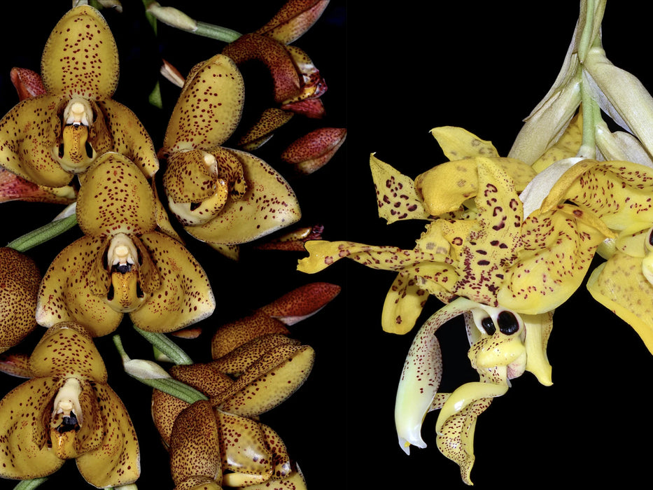 Acineta antioquiae x Stanhopea wardii