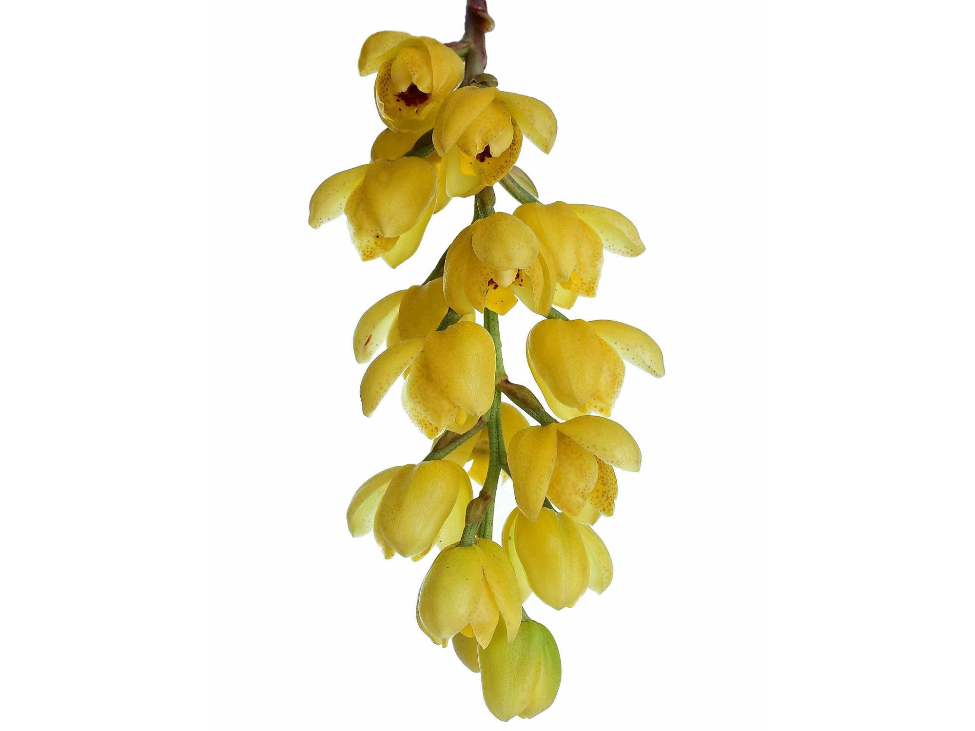 Acineta chrysantha