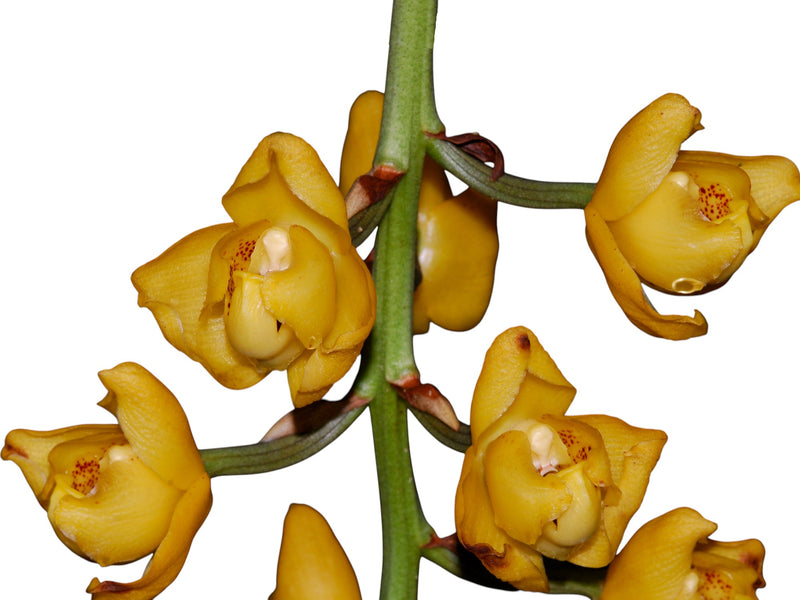 Acineta sella-turcica