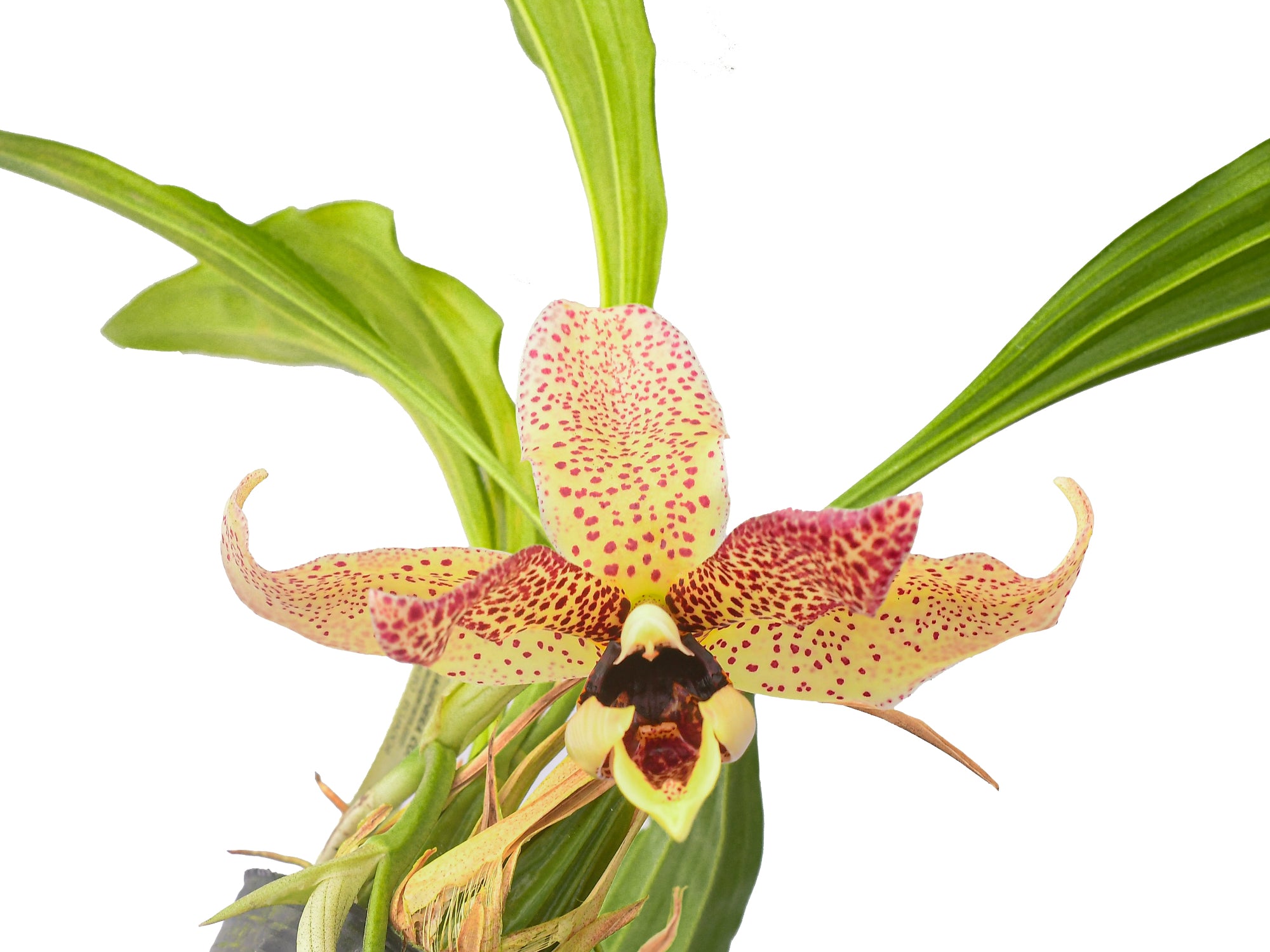 Acineta superba x Stan. nigra X Stan. grandiflora — Ecuagenera