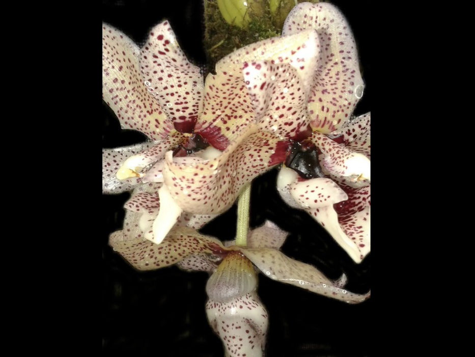 Acineta superba x Stanhopea nigra x Stanhopea grandiflora