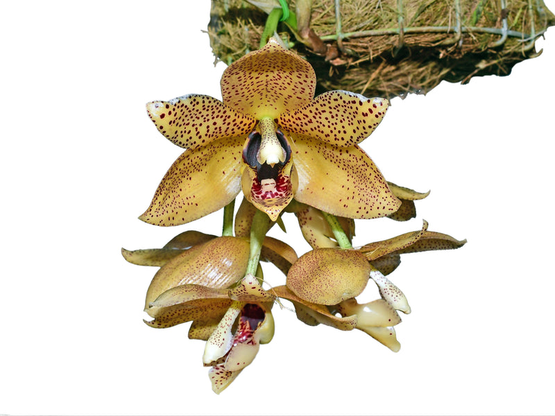 Aciopea Ecuagenera Passion