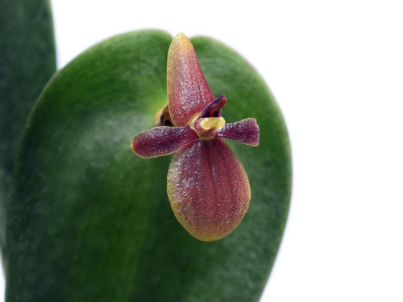 Pleurothallis culpameae