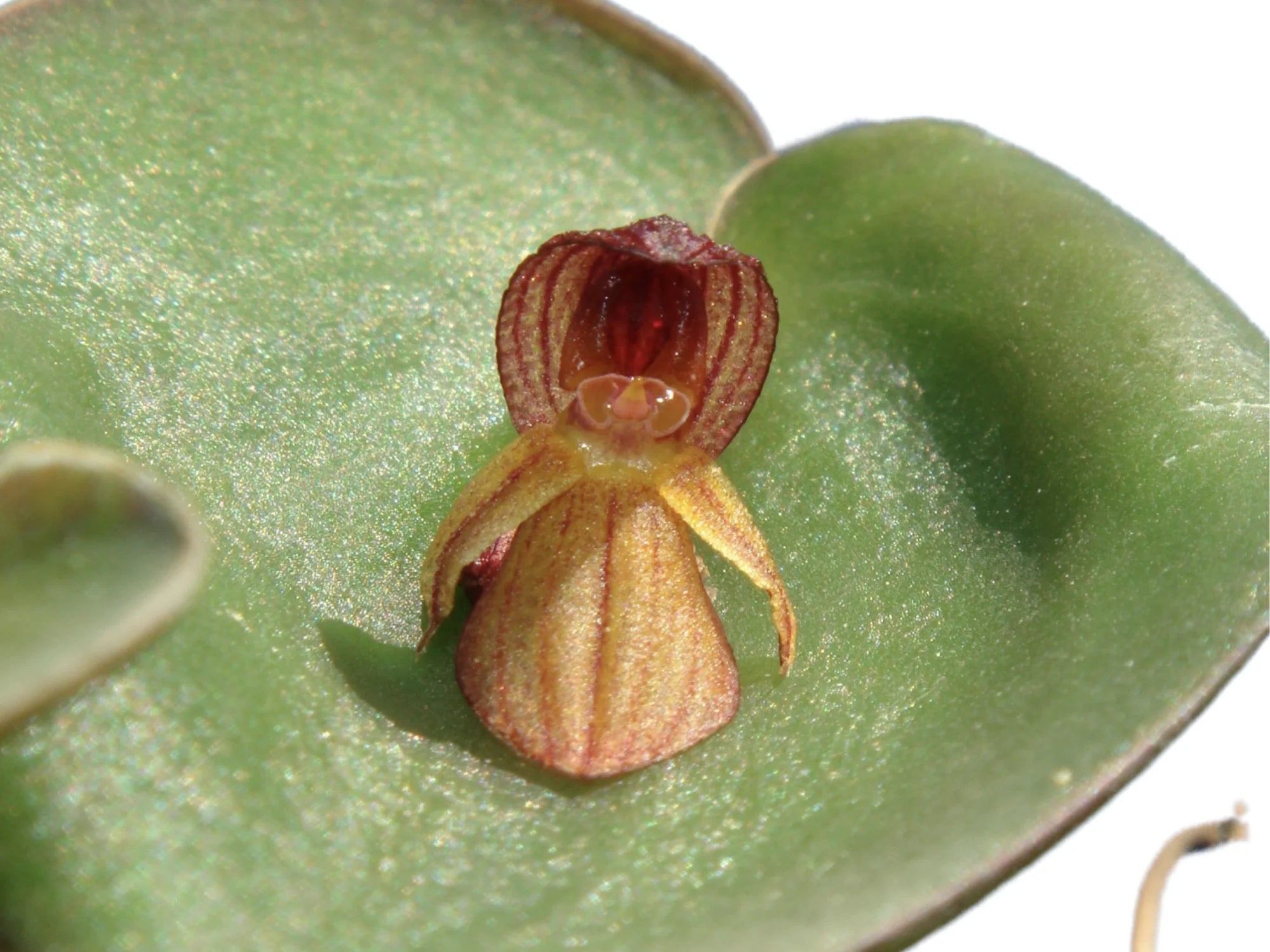 Pleurothallis pyelophera