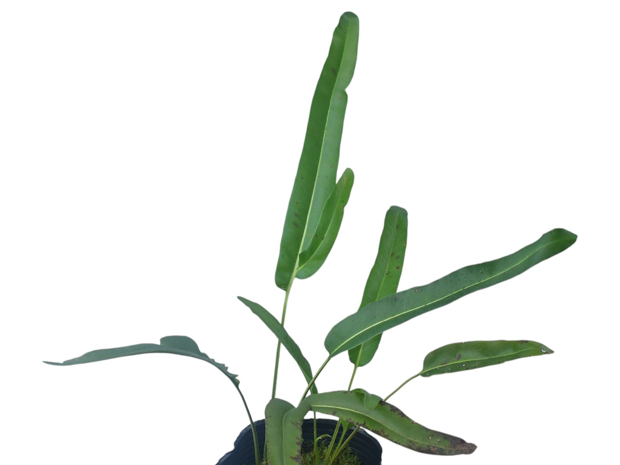 Acrostichum aureum