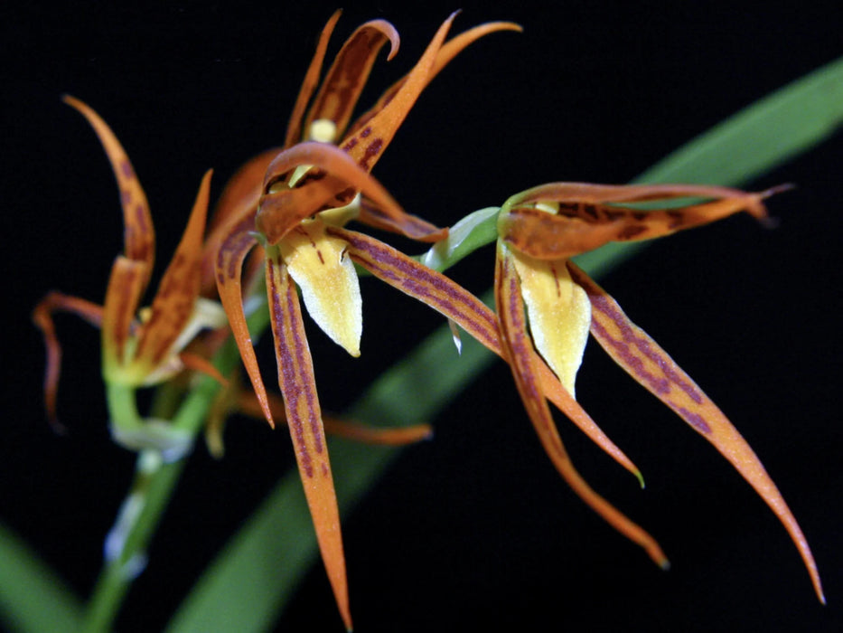 Brassia Leopardo