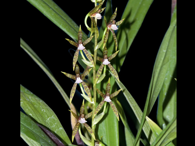 Brassia euodes